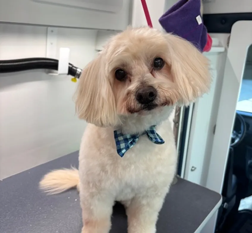 small dog grooming