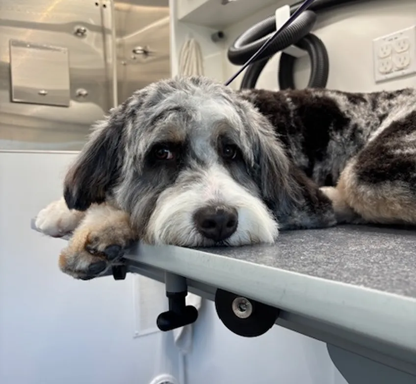dog hair cut