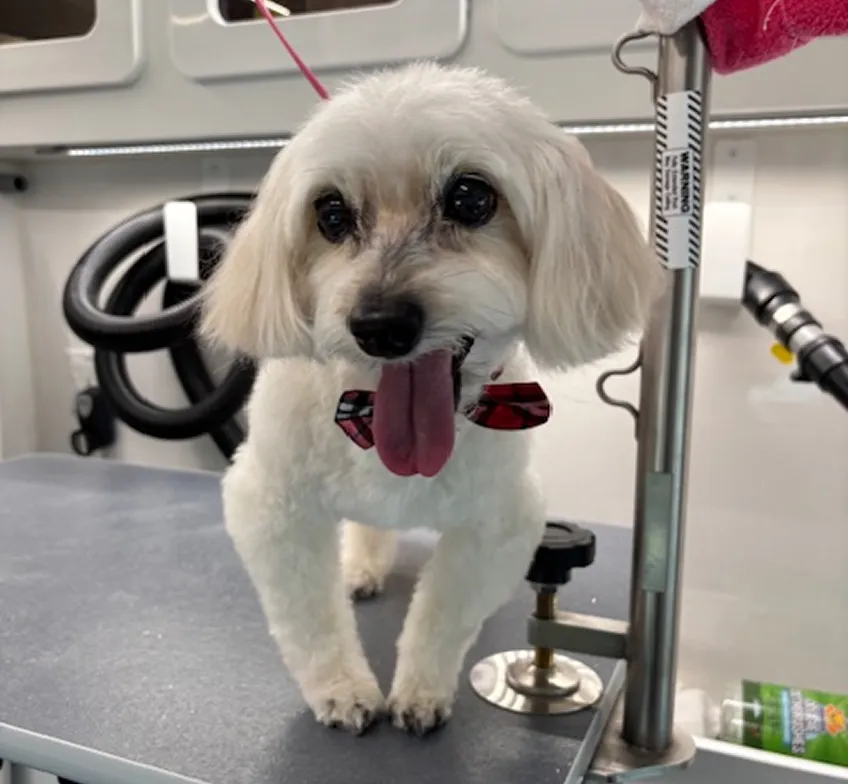 small dog grooming