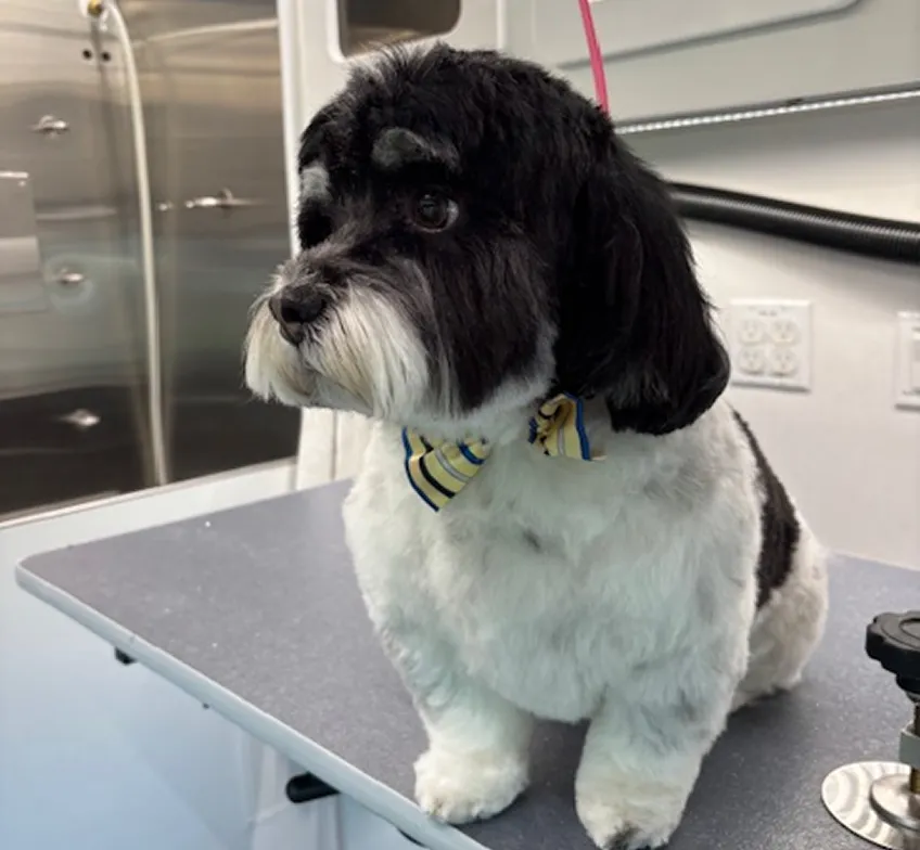 schitzu dog grooming