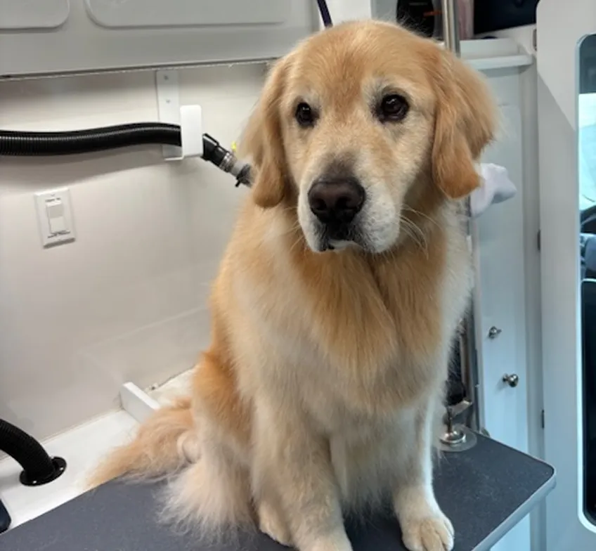 golden retriever dog haircut
