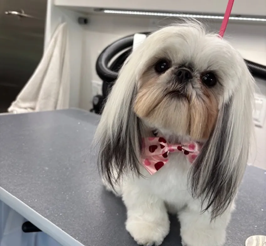 long hair dog grooming