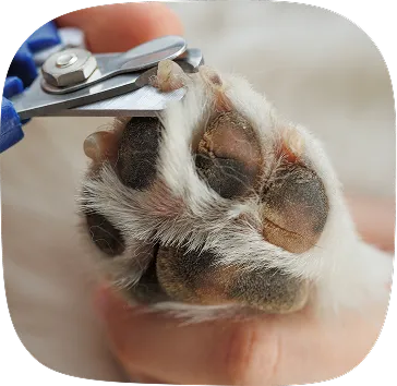 dog nail trimming
