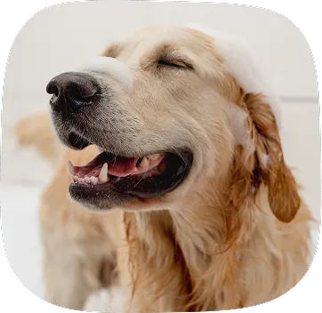 Happy dog bath