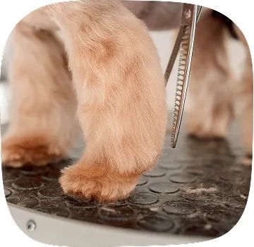 dog hair trim