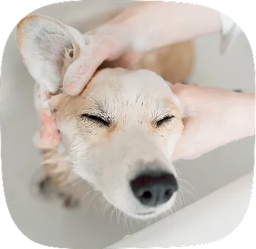 calm dog grooming