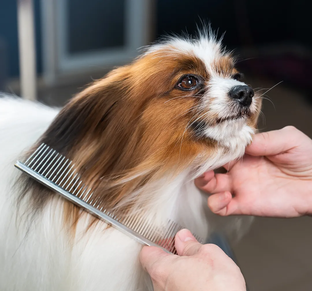 medium dog grooming